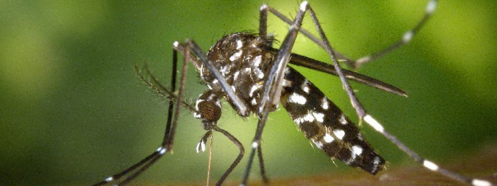Dengue Outbreak in Sri Lanka; New system launched